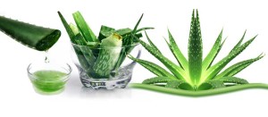 aloe2